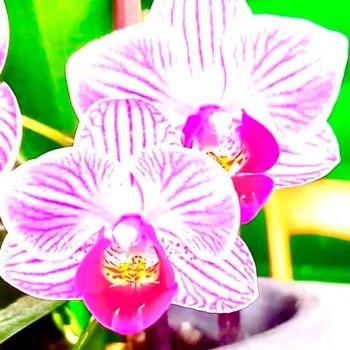 MASSAGE ERHOLUNG FÜR KÖRPER UND SEELE IN HORGEN