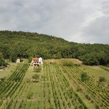 Anwesen mit Weinberg und Wohnhaus in Vinica / Slo
