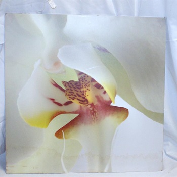 Bild Blüte  30,00 VB