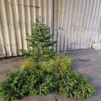 Christbäume  Nordmanntannen Weihnachtsbaum